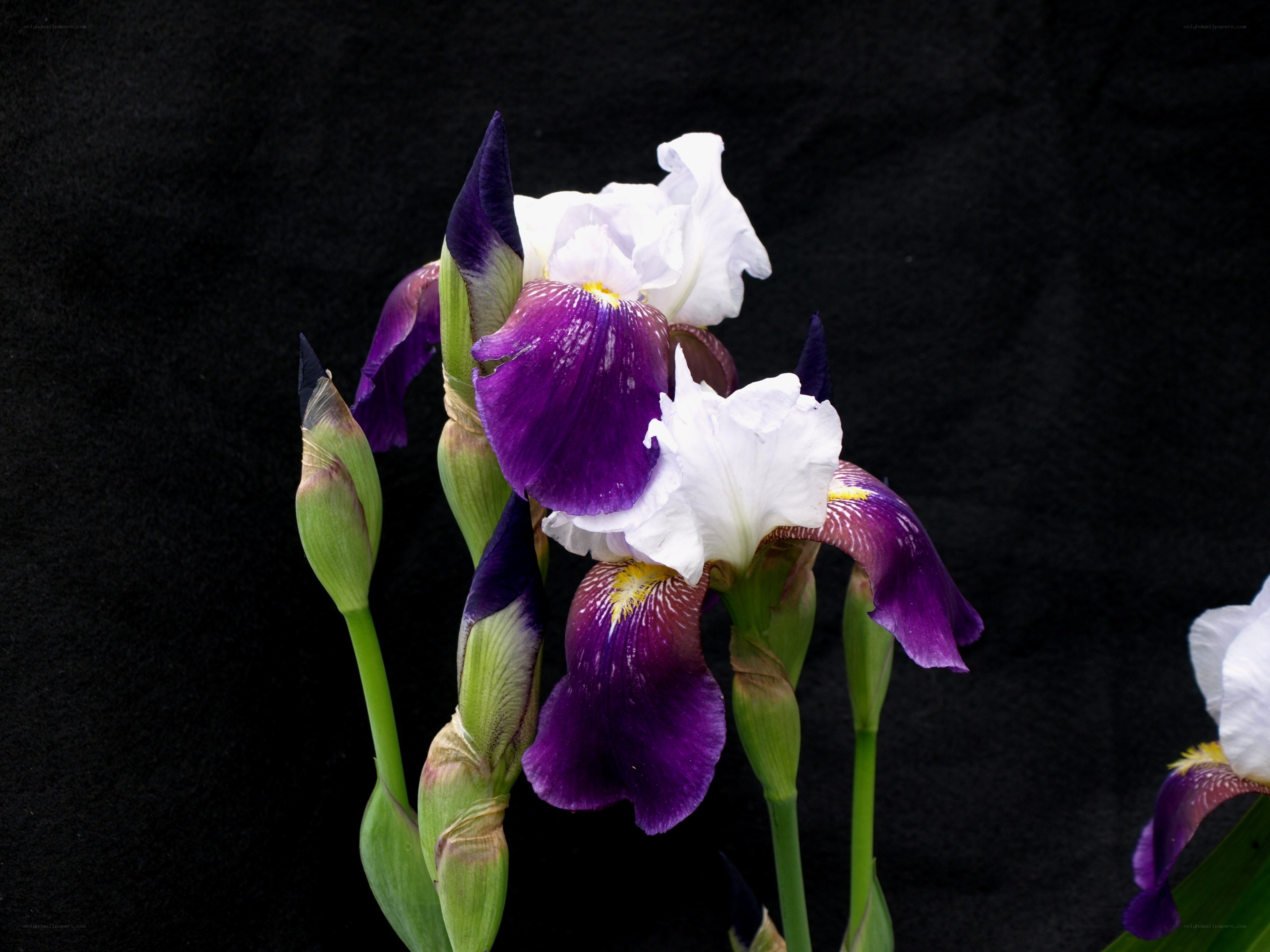 Purple and white iris flowers