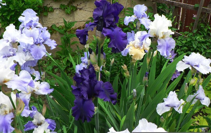 Purple and white iris flowers
