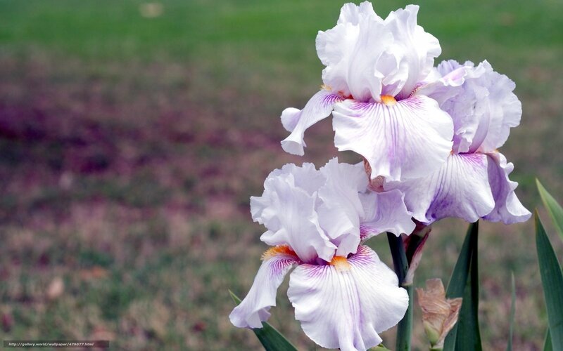 Purple and White Iris Flowers — Calm, Spring