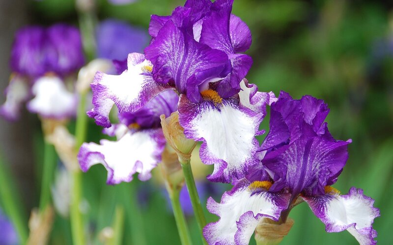 Purple and White Iris Flowers — Calm