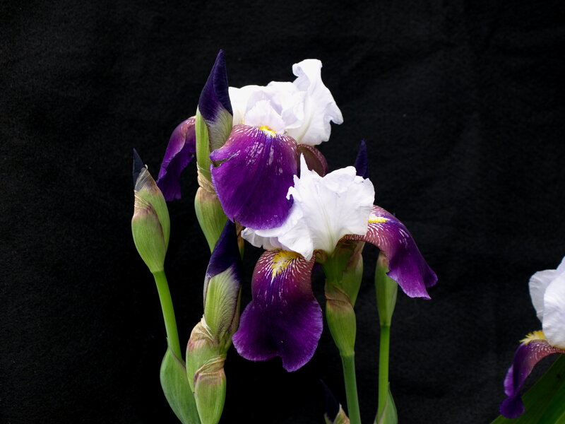 Purple and White Iris Flowers — Dramatic, Photograph, Buds