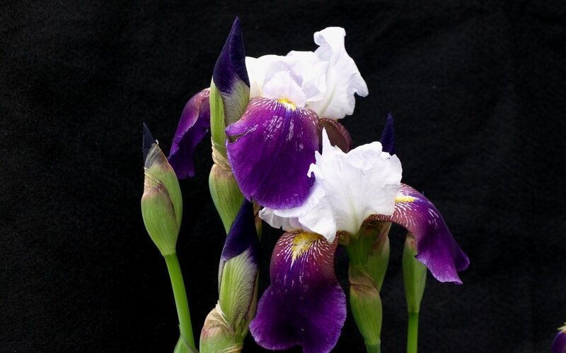 Purple and White Iris Flowers — Dramatic