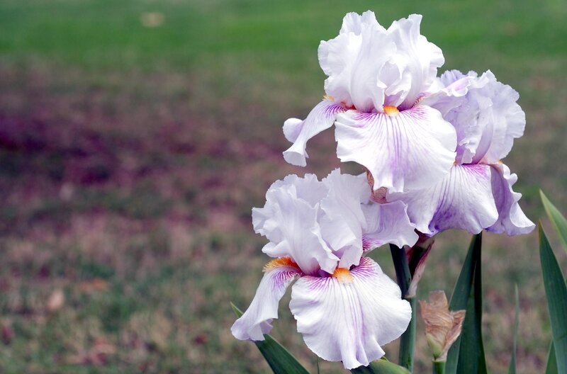 Purple and White Iris Flowers — Serene, Spring