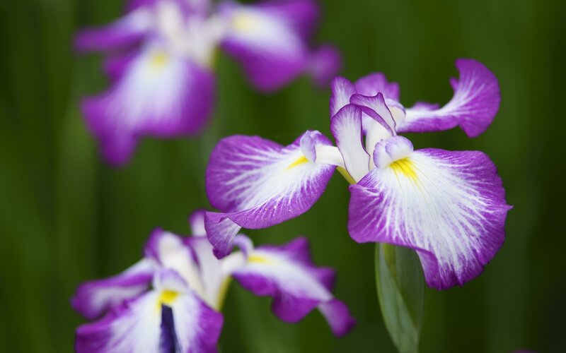 Purple and White Iris Flowers — Serene
