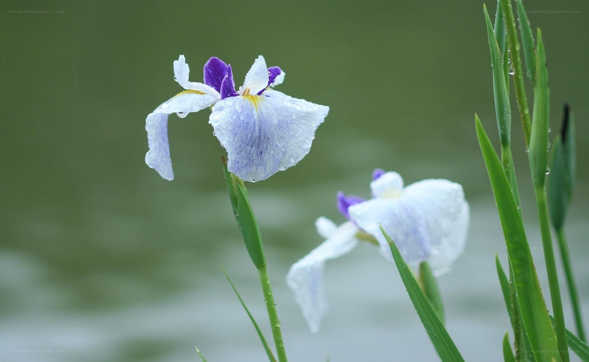 Purple and white iris flowers