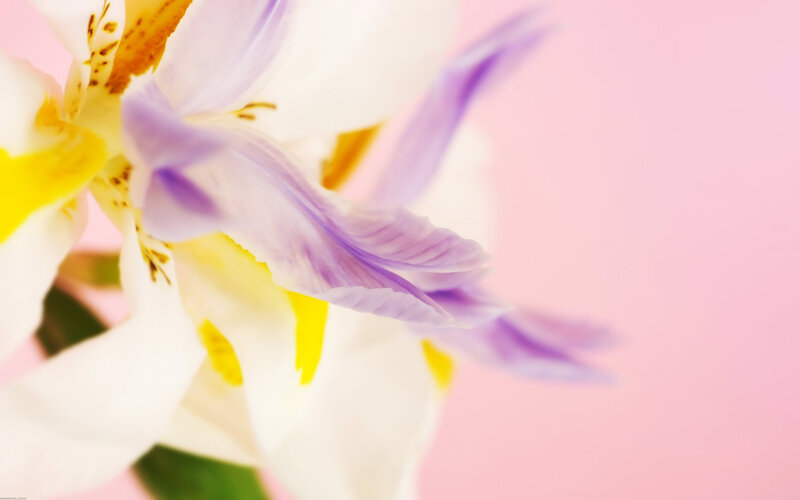Purple and White Iris — Serene