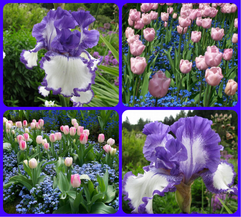 Purple and White Iris