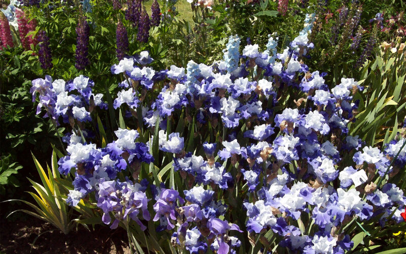 Purple and White Irises — Blue