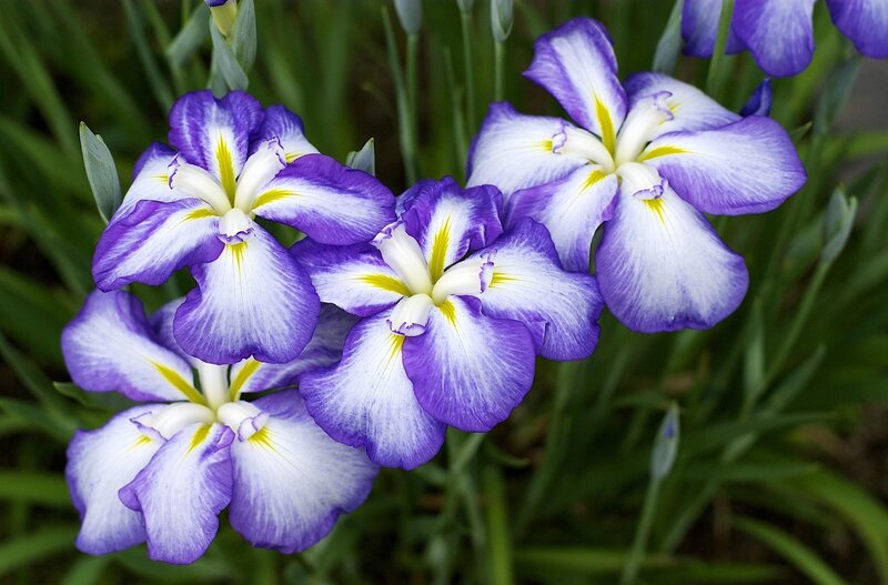 Purple and White Irises — Calm, Spring