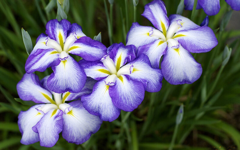 Purple and White Irises — Calm