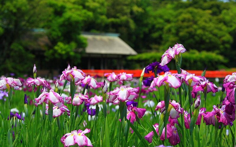 Purple and White Irises — Green