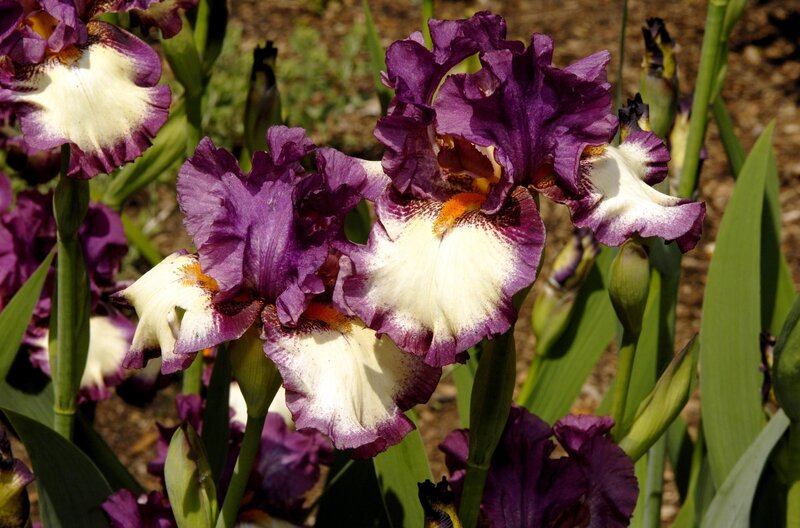 Purple and White Irises — Serene, Afternoon, Photograph, Flowers, Leaves