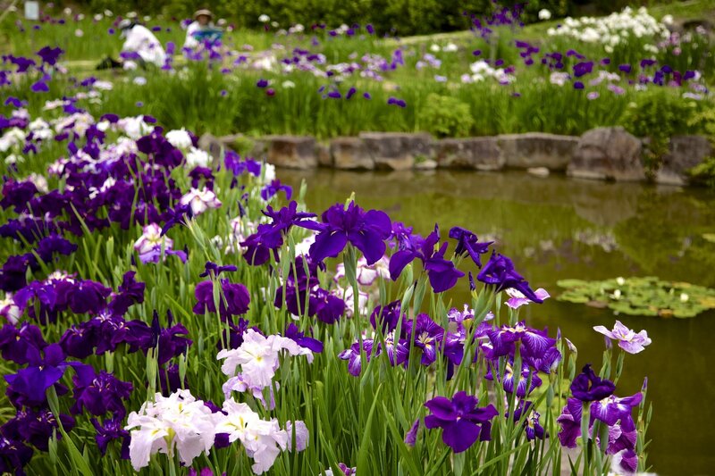 Purple and White Irises — Serene, Afternoon, Photograph