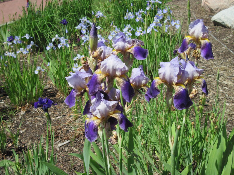 Purple and White Irises — Serene, Afternoon