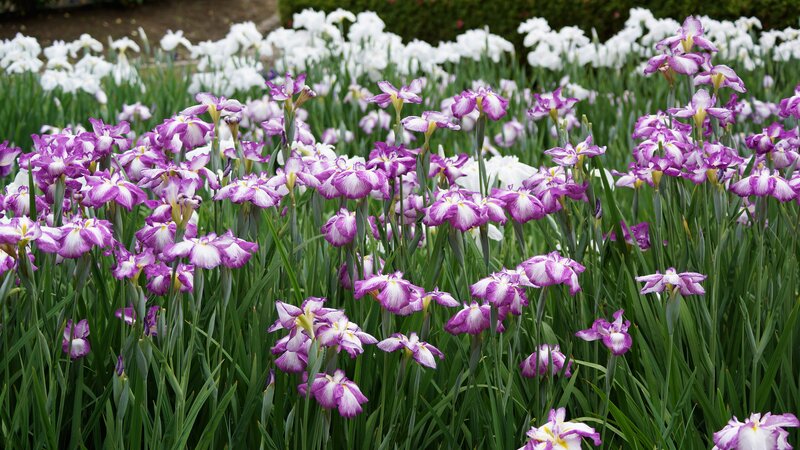 Purple and White Irises — Serene, Spring