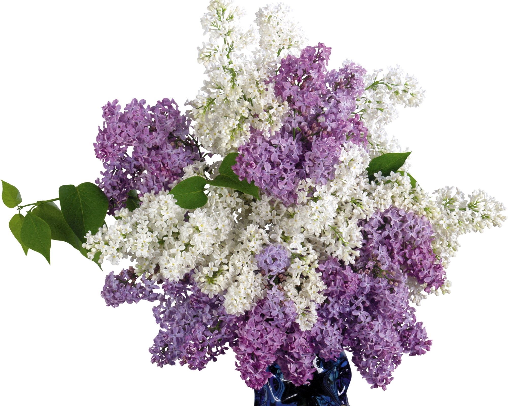 purple and white lilac bouquet