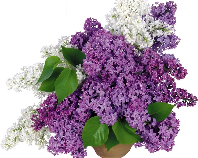 purple and white lilac bouquet
