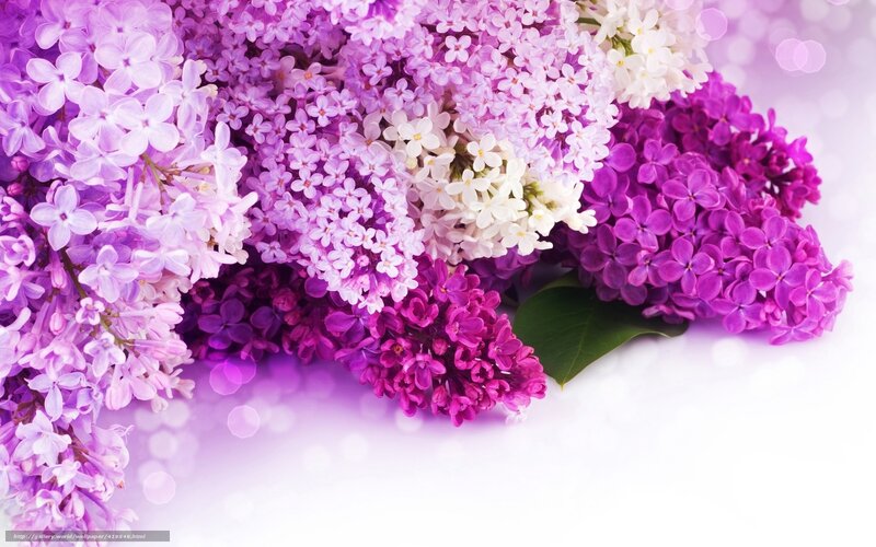 purple and white lilac bouquet