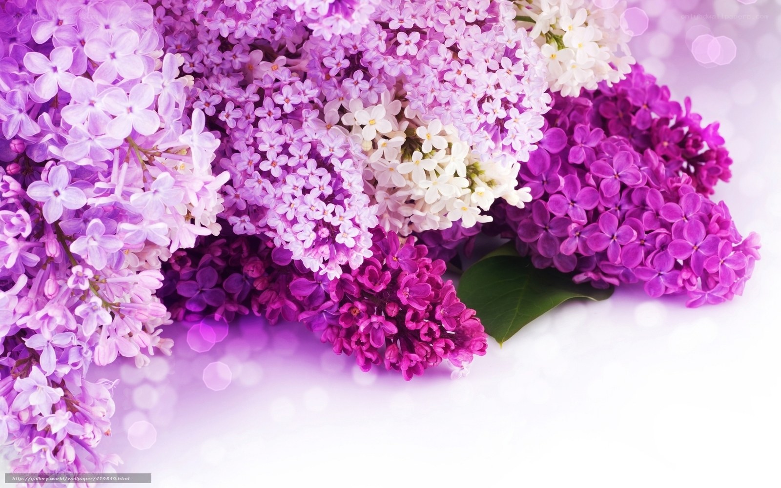 purple and white lilac bouquet