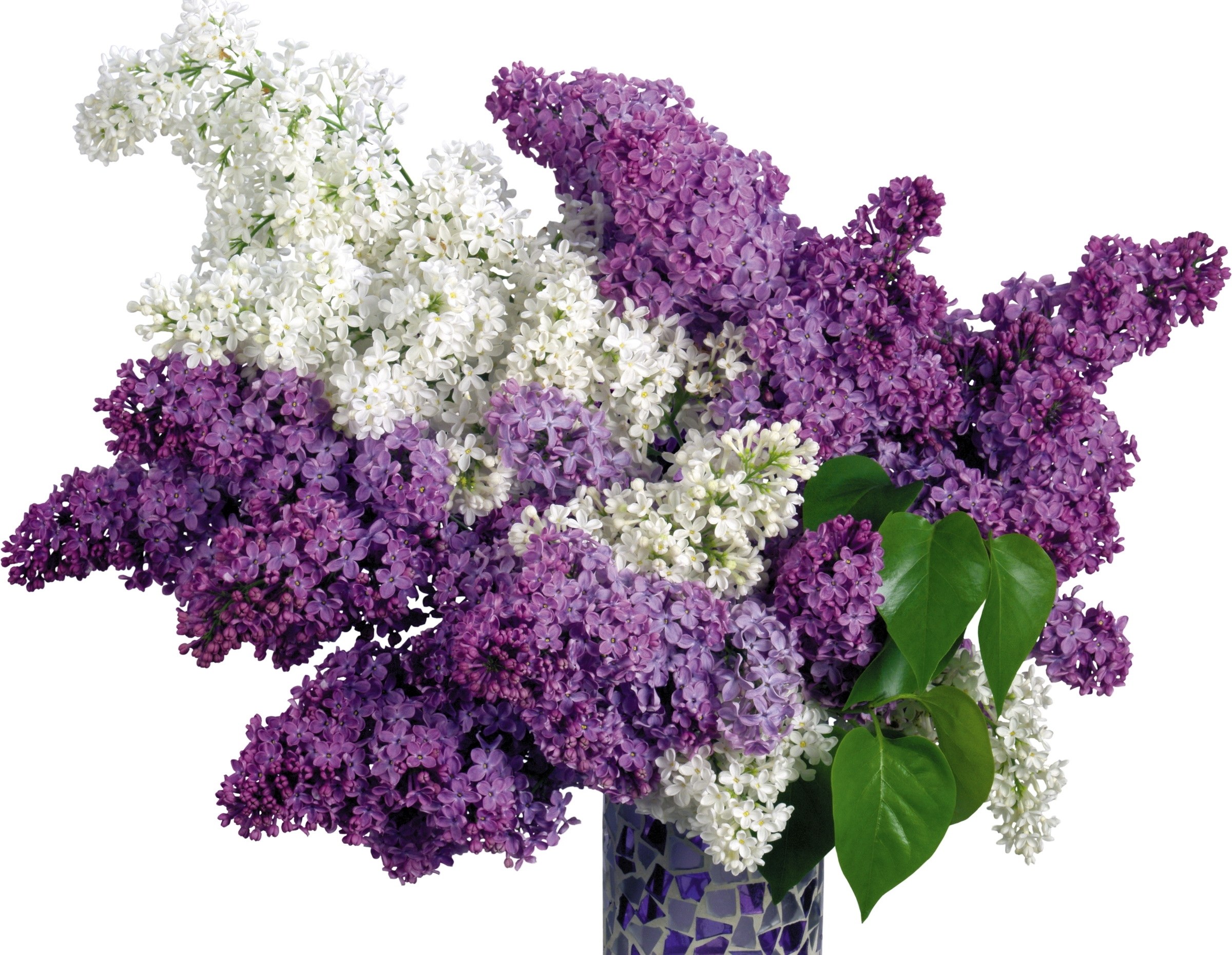 purple and white lilac bouquet