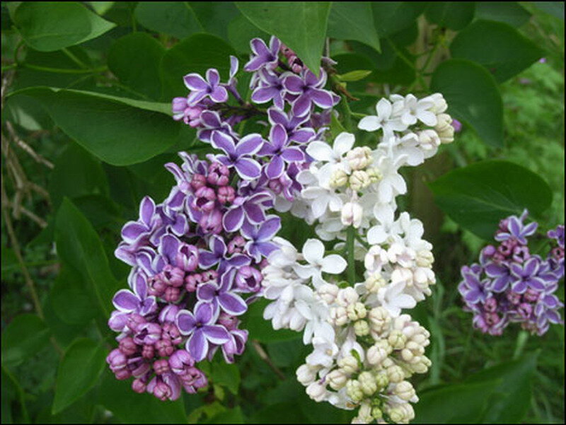 Purple and White Lilac Flowers — Calm, Spring