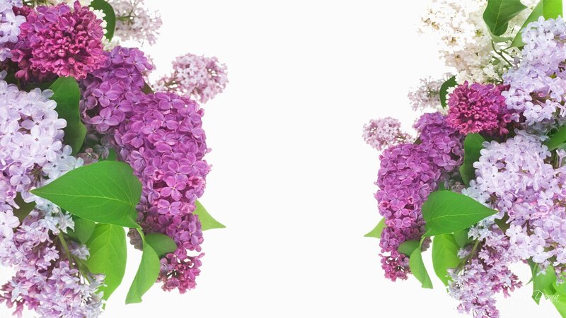 Purple and White Lilac Flowers — Calm
