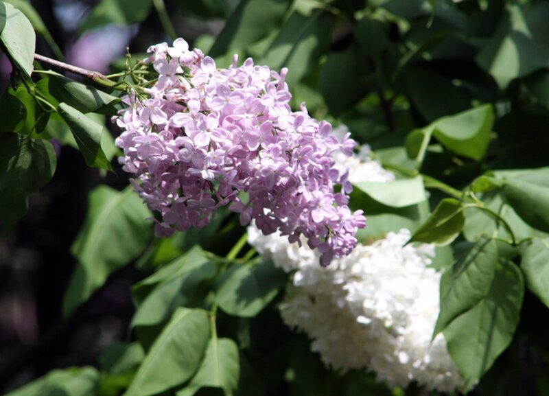 Purple and White Lilac Flowers — Serene, Spring, Photograph, Green Leaves