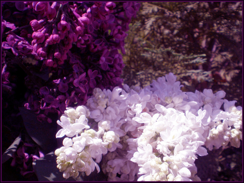 Purple and White Lilac Flowers — Serene, Spring