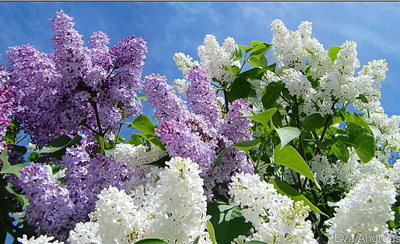 Purple and White Lilac Flowers — Serene