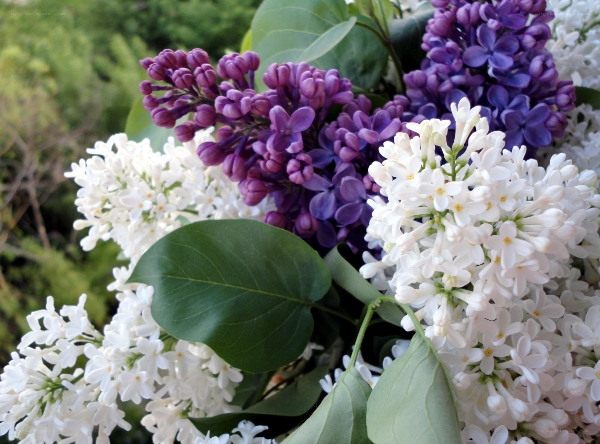 purple and white lilac flowers