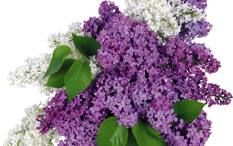 Purple and White Lilacs — Calm, Spring, Photograph, Green Leaves