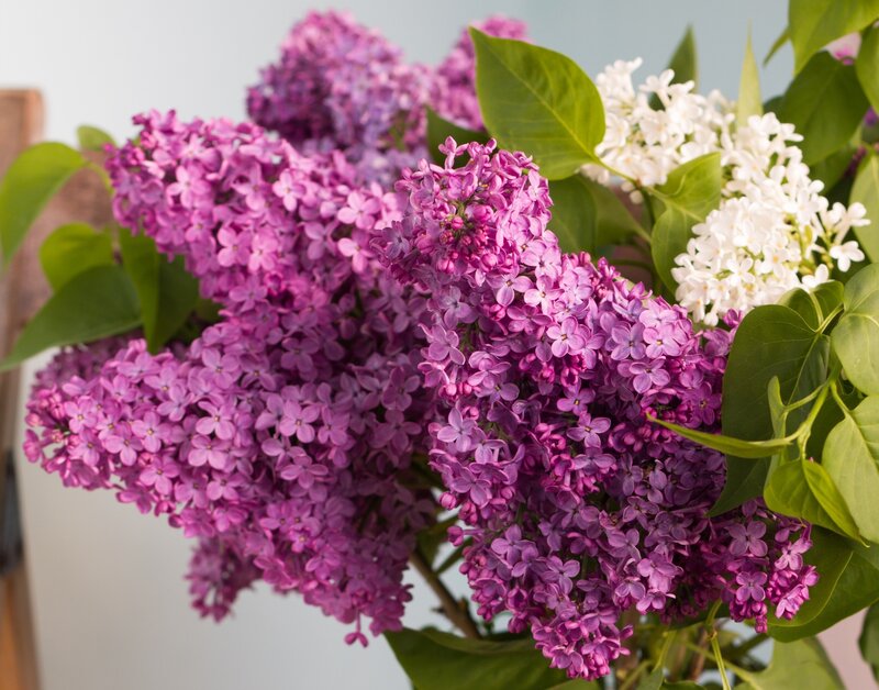 Purple and White Lilacs — Calm, Spring, Photograph