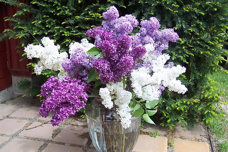 Purple and White Lilacs — Calm
