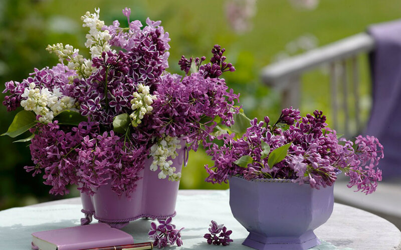 Purple and White Lilacs — Serene, Spring, Photograph