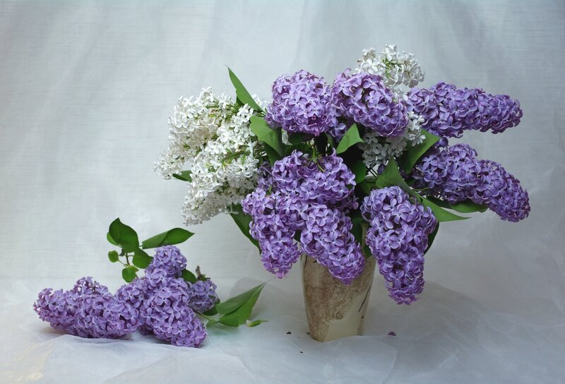 Purple and White Lilacs — Serene, Spring
