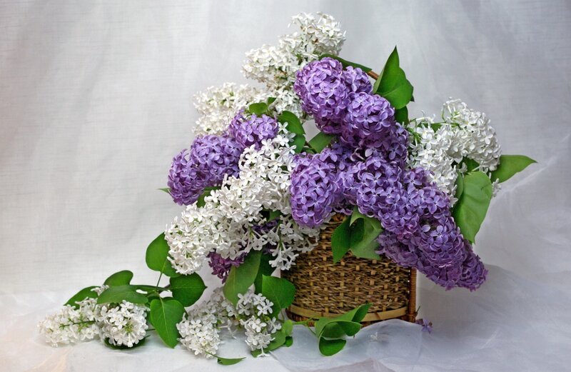 Purple and White Lilacs — Serene