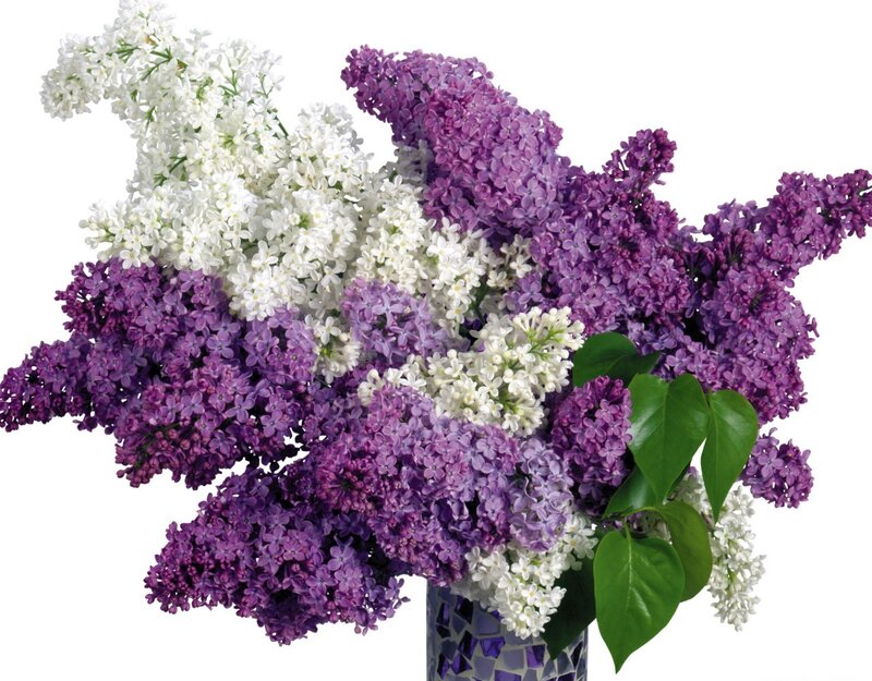 Purple and White Lilacs