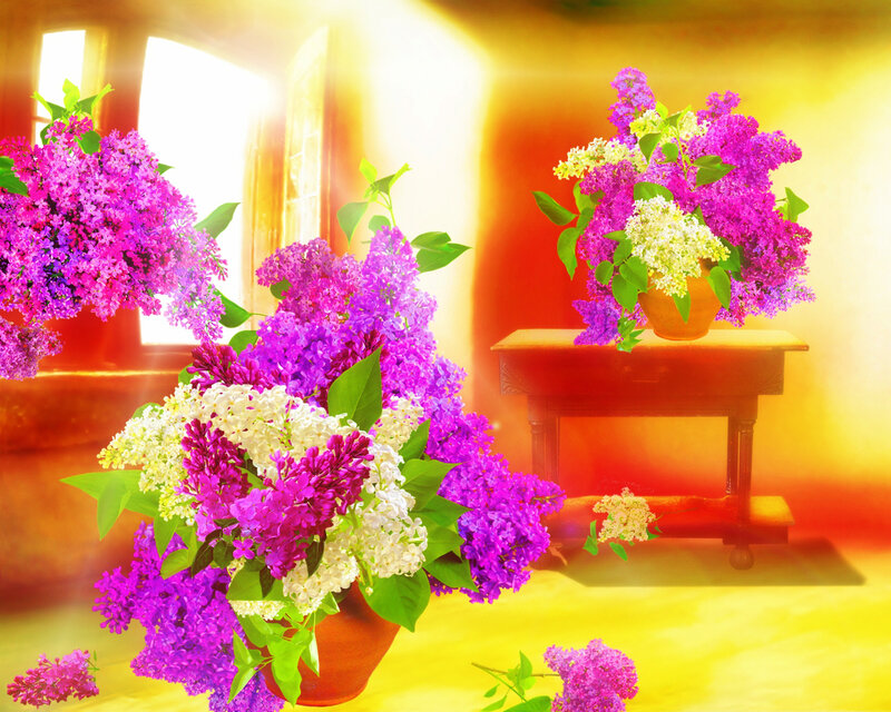 Purple and White Lilacs — Warm