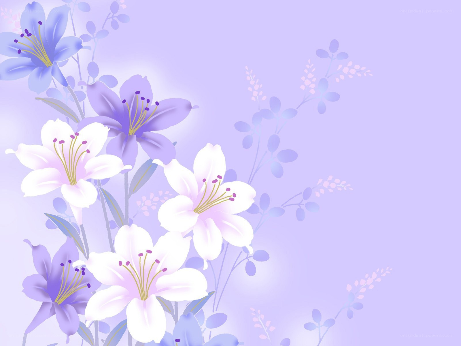 purple and white lilies