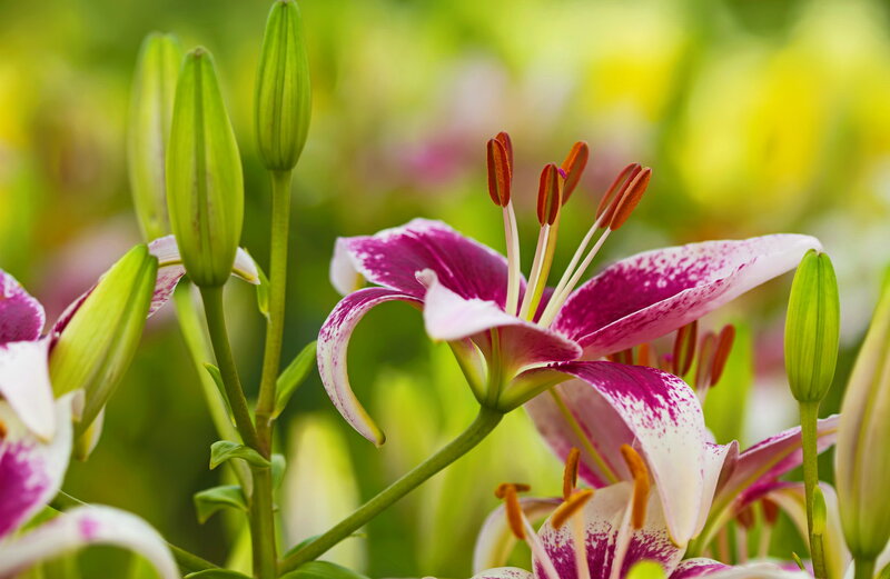 Purple and White Lily — Pink