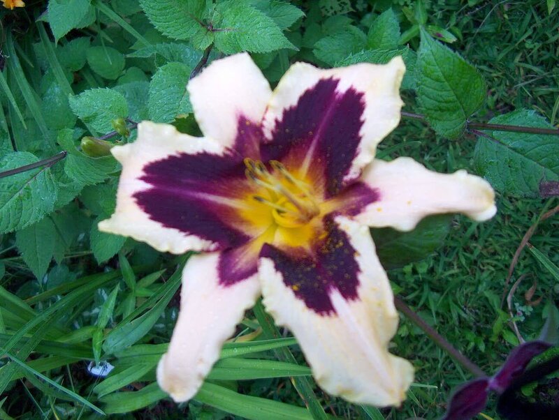 Purple and White Lily