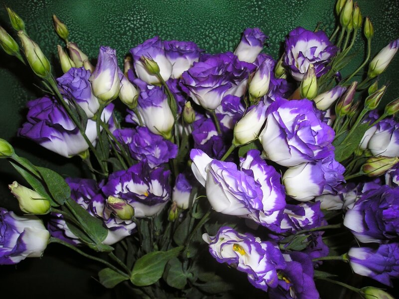 Purple and White Lisianthus Flowers — Calm, Photograph