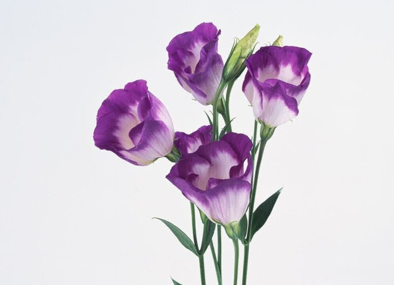 Purple and White Lisianthus Flowers — Calm