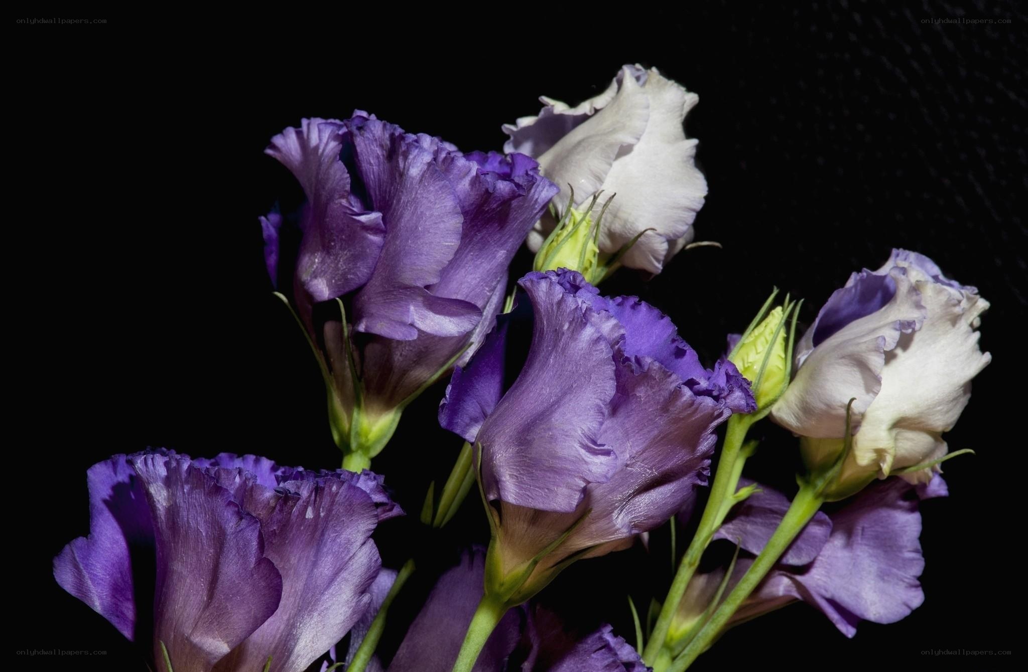 Purple and white lisianthus flowers