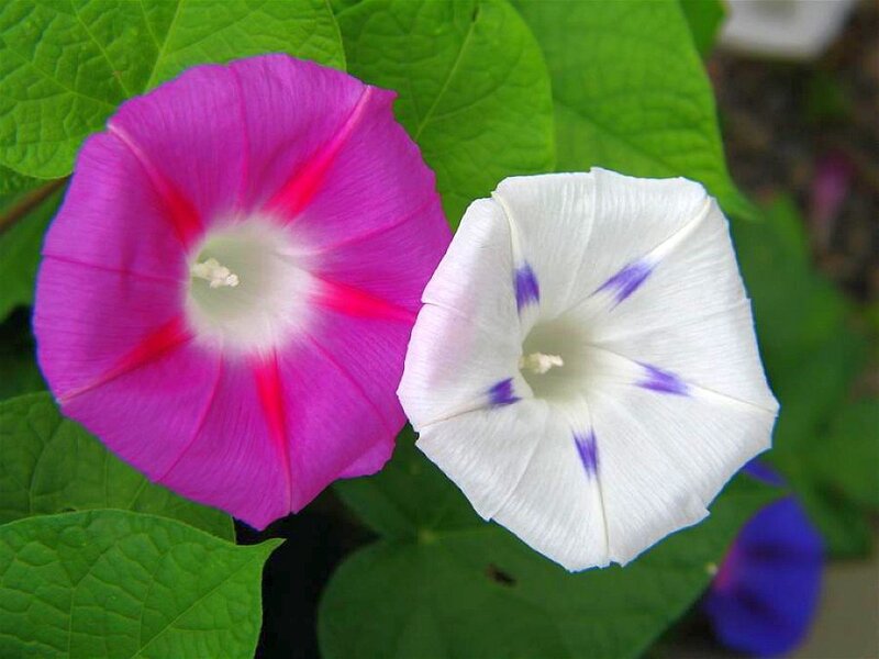 Purple and White Morning Glories