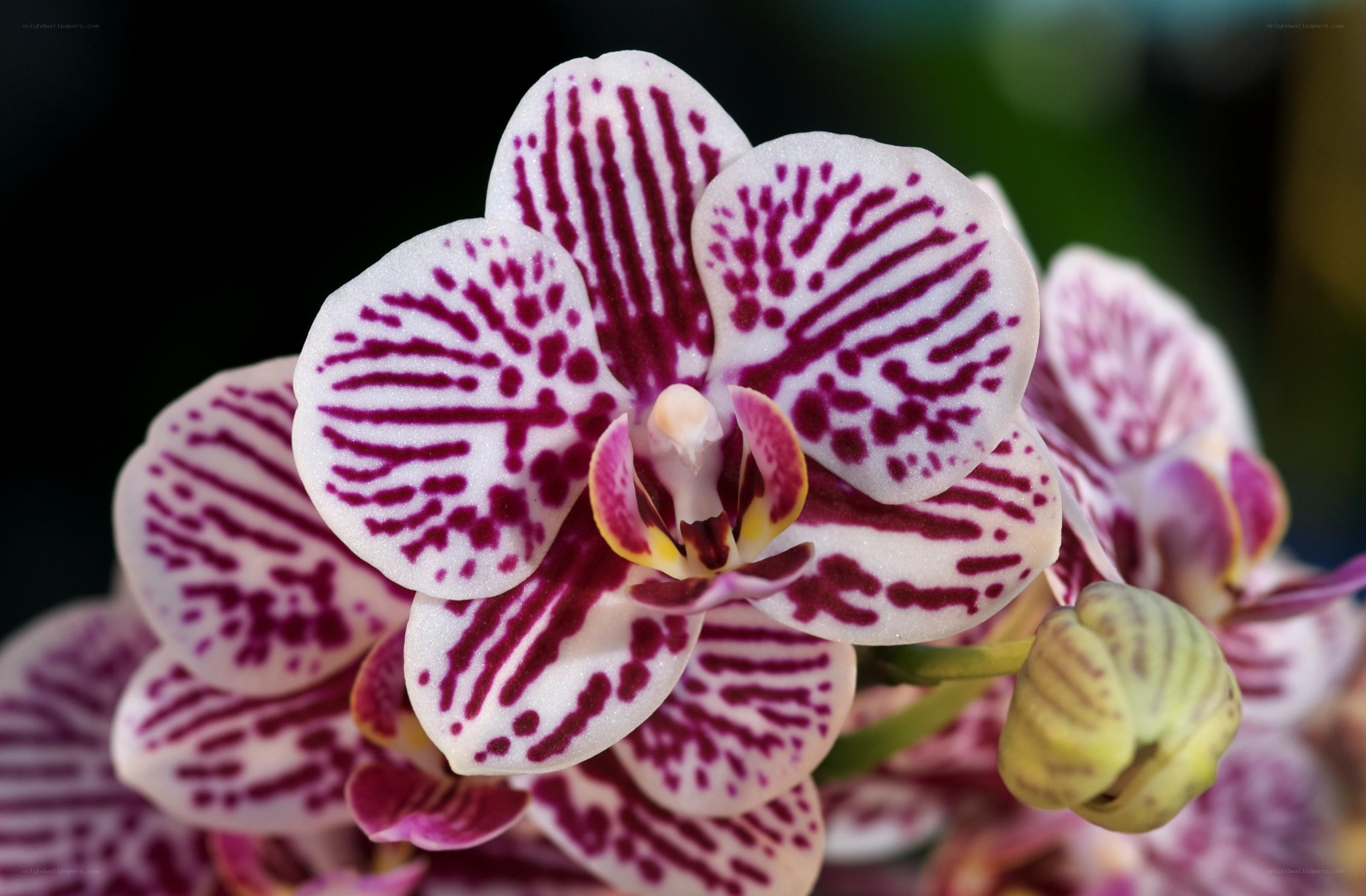 purple and white orchid bloom