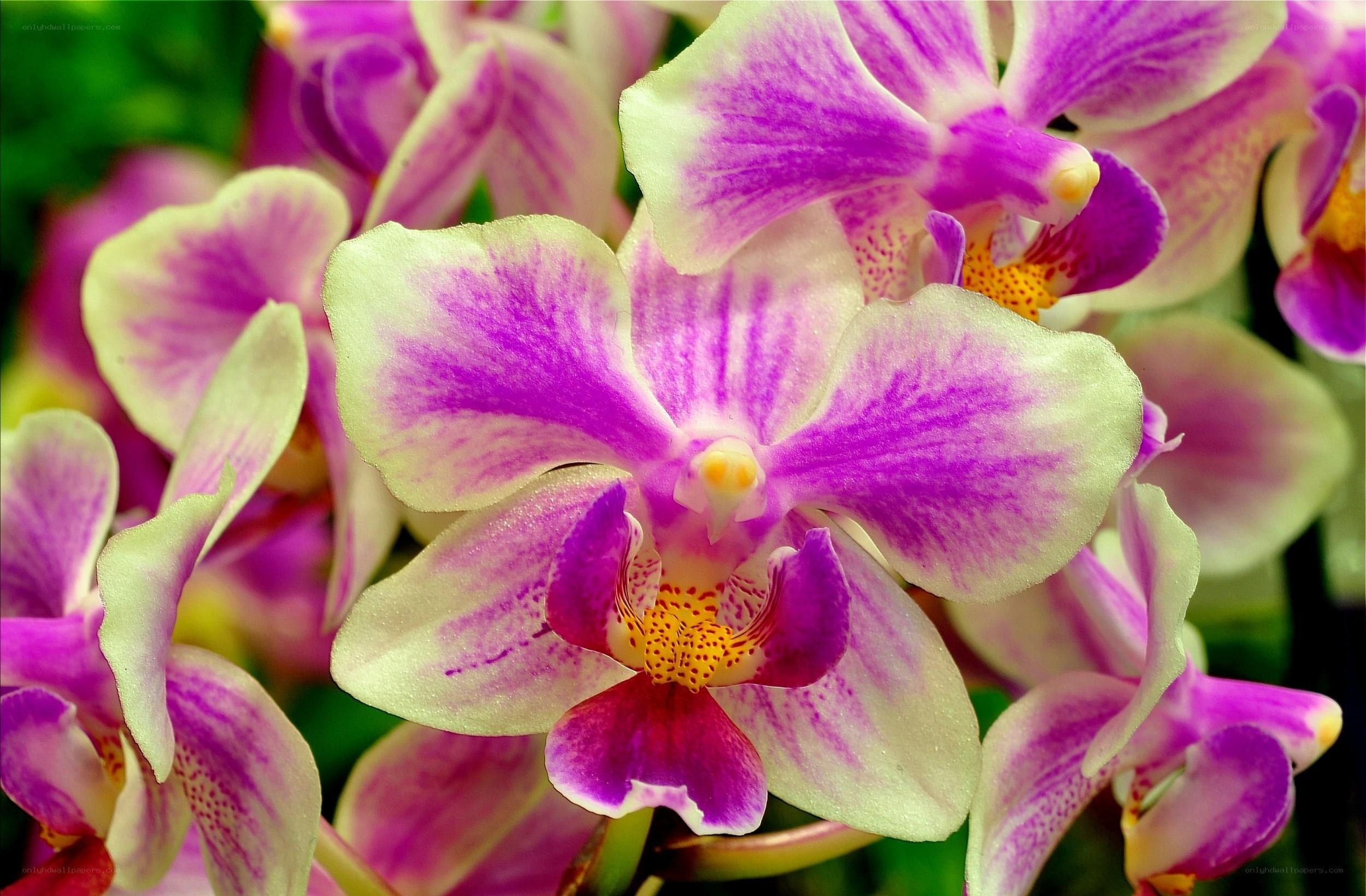 Purple and white orchid blooms