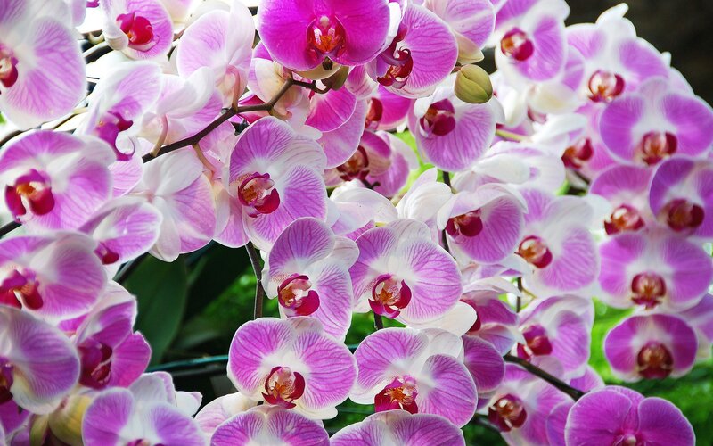 Purple and white orchid blooms
