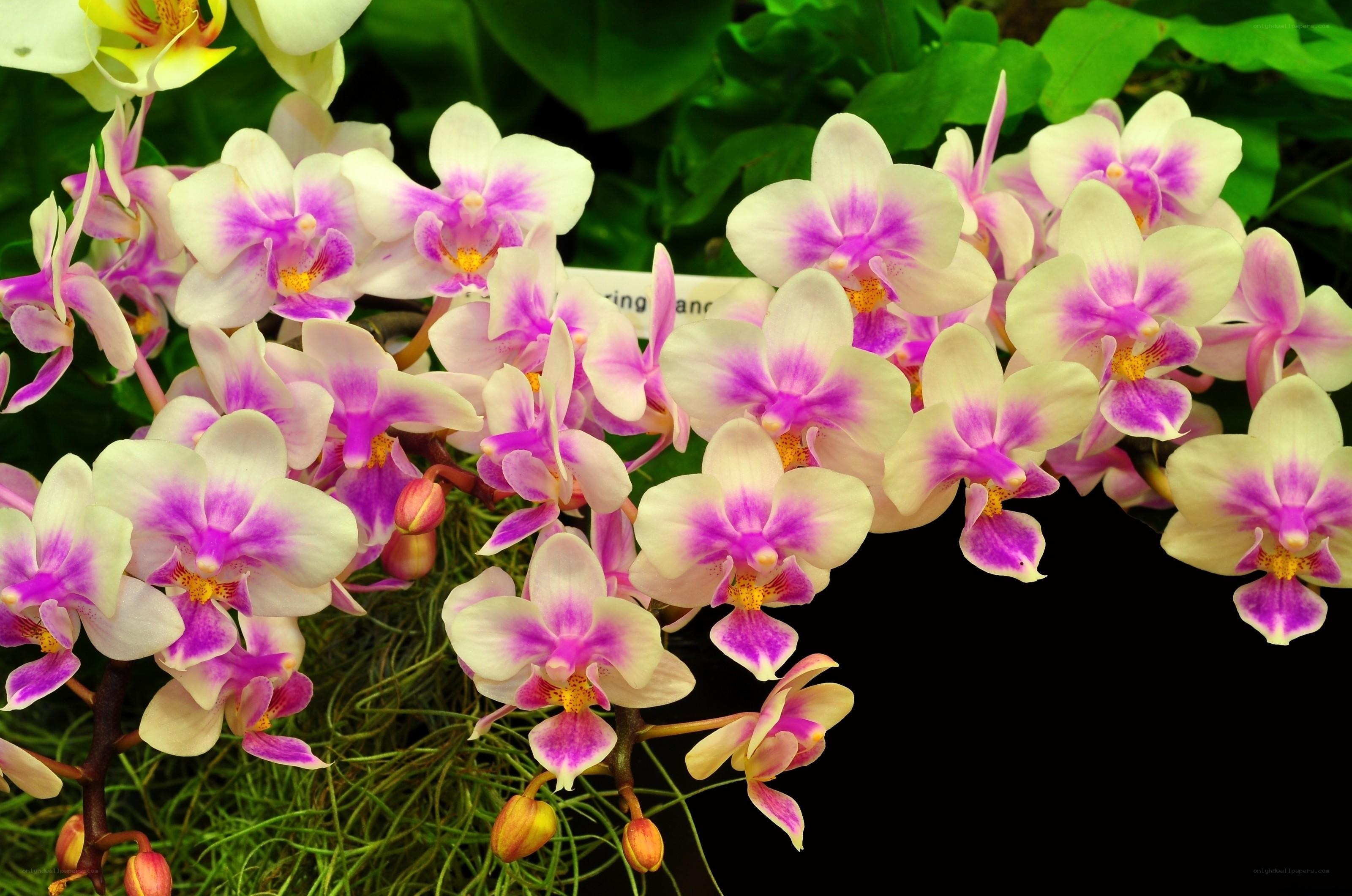 Purple and white orchid blooms