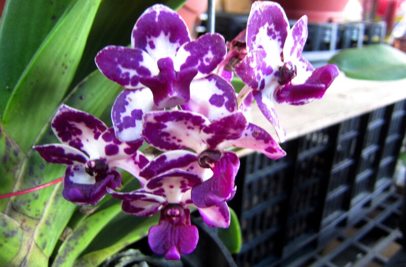 Purple and White Orchid — Calm, Afternoon, Photograph